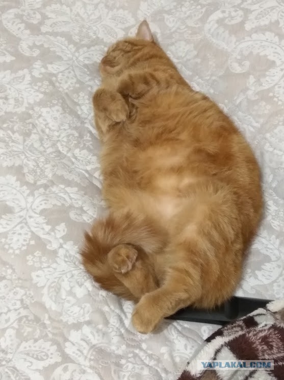 Котовтоник 29.11.2016.