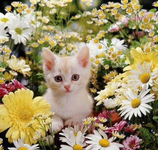 Коты из сети