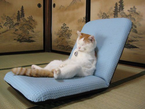 Коты из сети