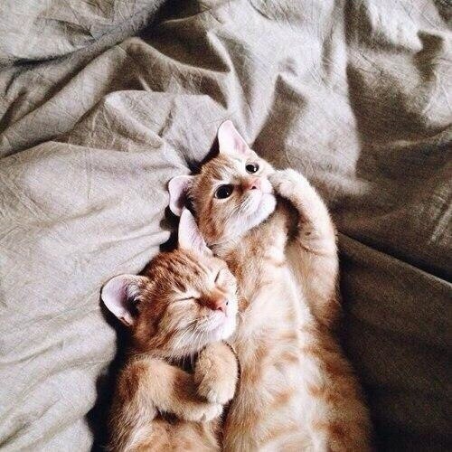Коты из сети