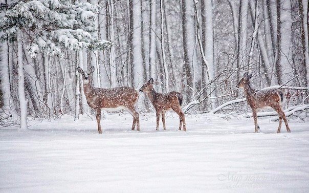 Самые смешные животные