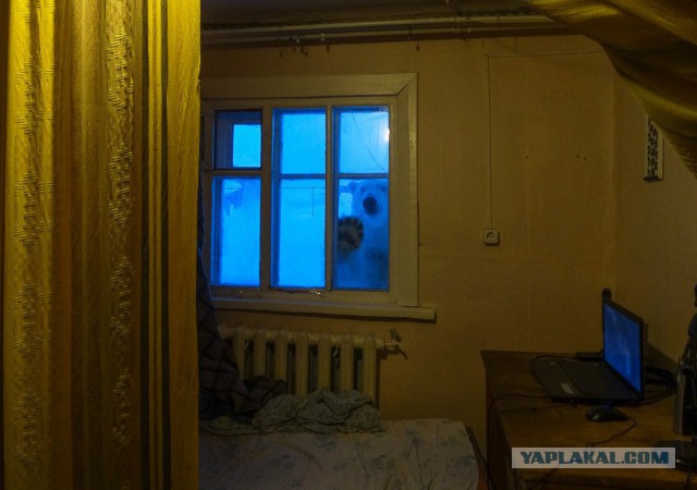 Жизнь в Сибири. Как живут люди в Сибири? Глазами коренного сибиряка