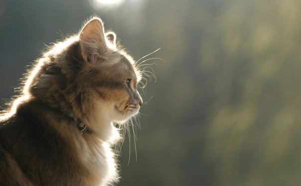Коты и Кошки