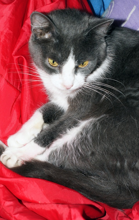 Котовторник 28.11.2017