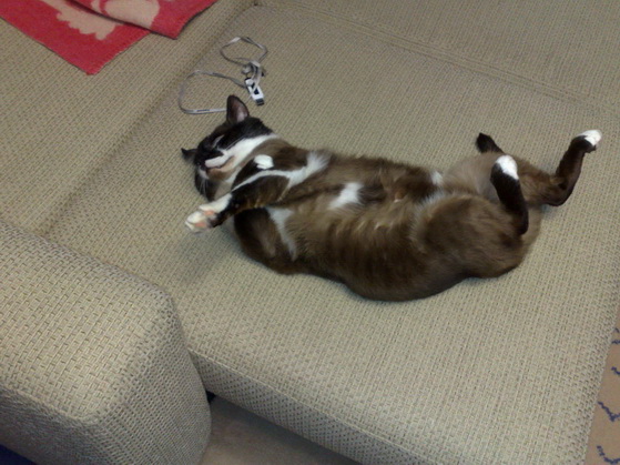 Котовторник с Кузей