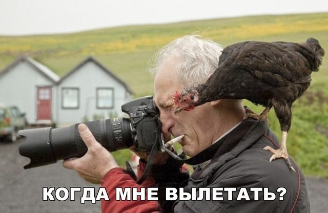 Лента прикольных картинок