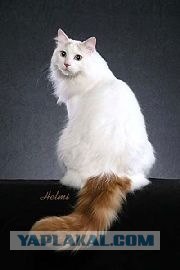 Котовторник 20.12.2011