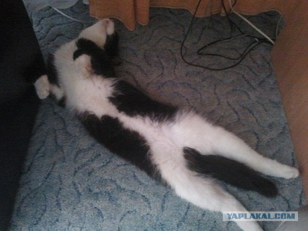 Котовторник 31.07.2012 г.