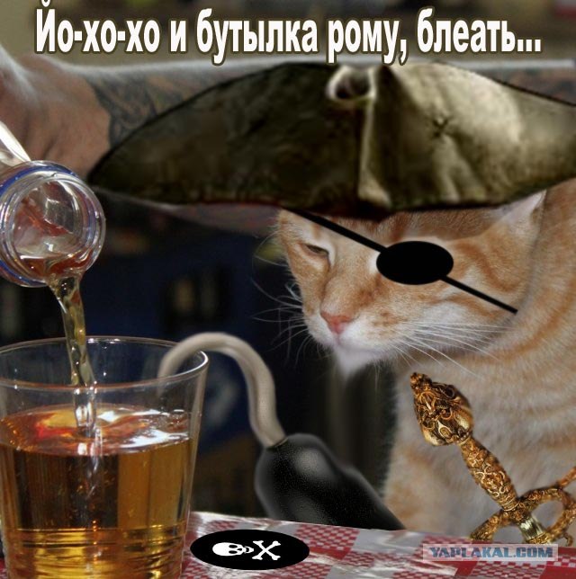 Кот-глазомер