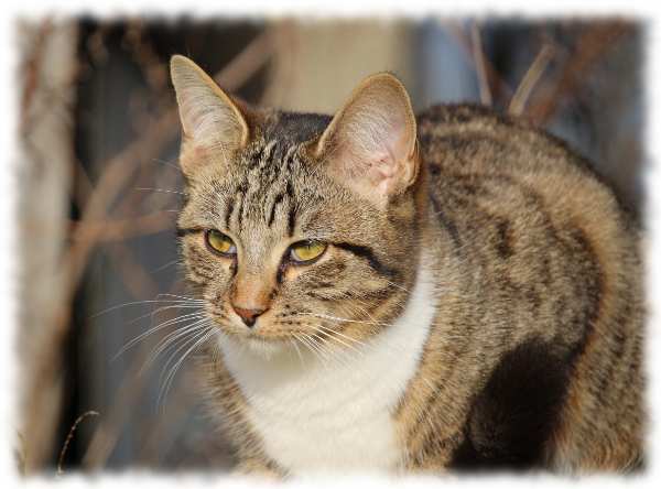 Рязанский отшельник закончил свой путь земной