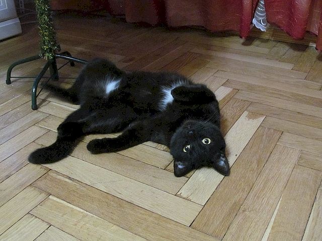 Коты. Филя, Пуся, Вася