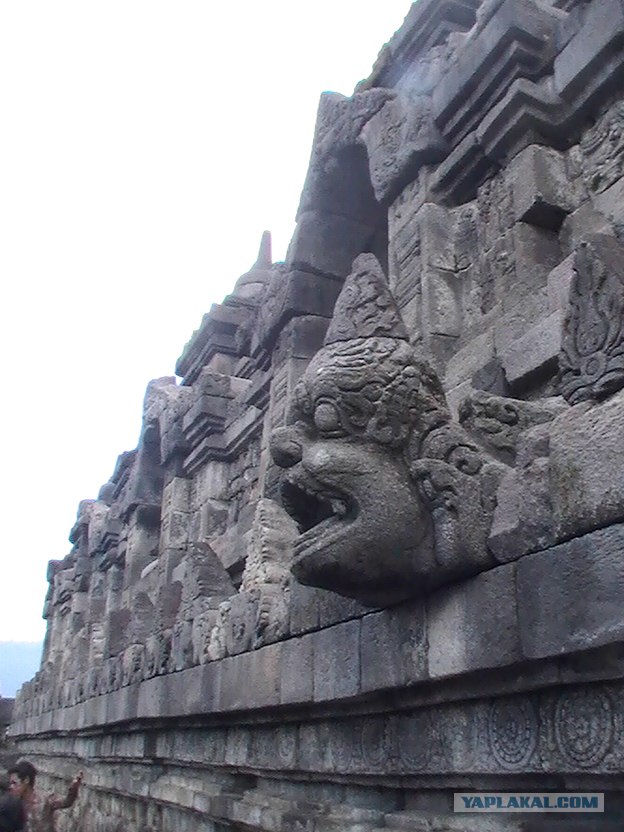 Они живут только 40 лет