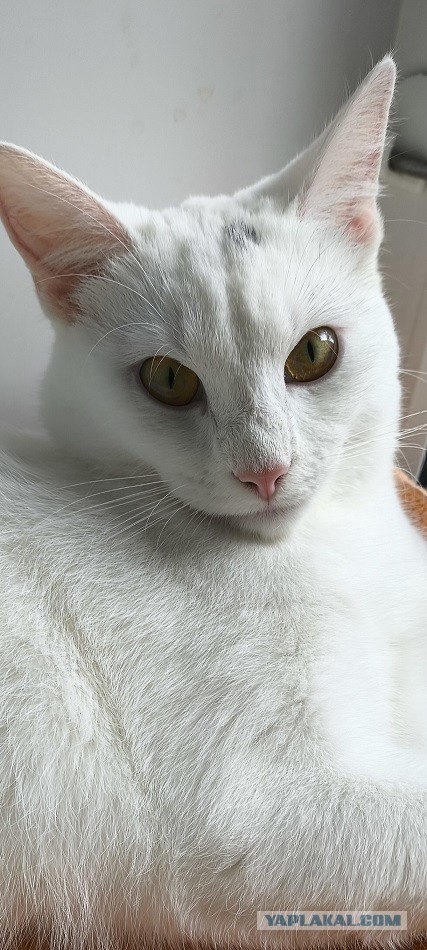 Купила кошке ковëр