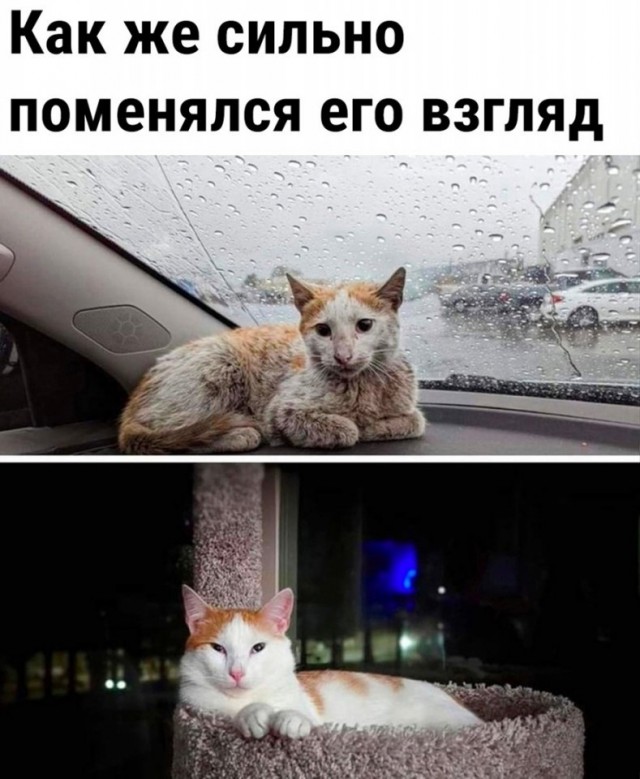 К котовторнику: подборка картинок-баянов с котиками и про котиков. Выпуск 4