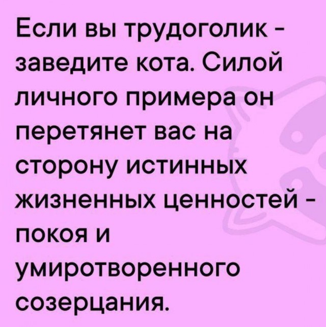 К котовторнику: подборка картинок-баянов с котиками и про котиков. Выпуск 13