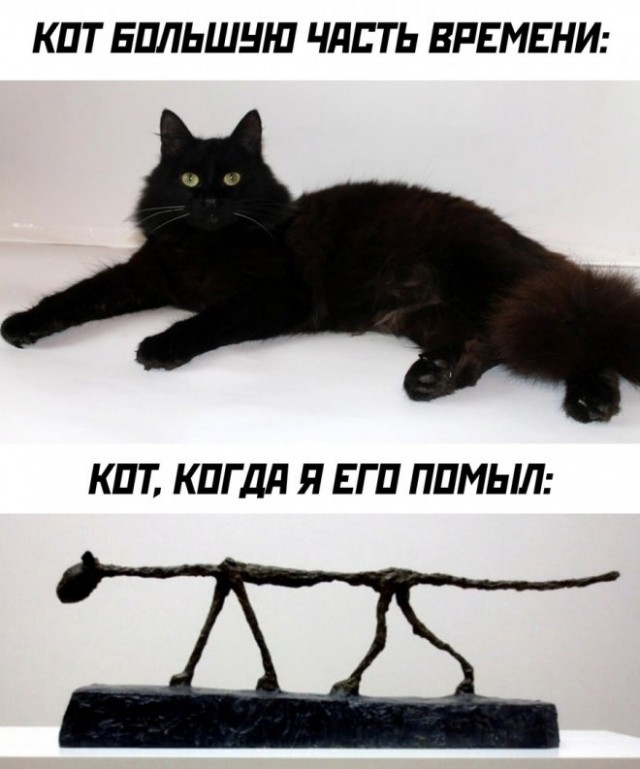 К котовторнику: подборка картинок-баянов с котиками и про котиков. Выпуск 18.