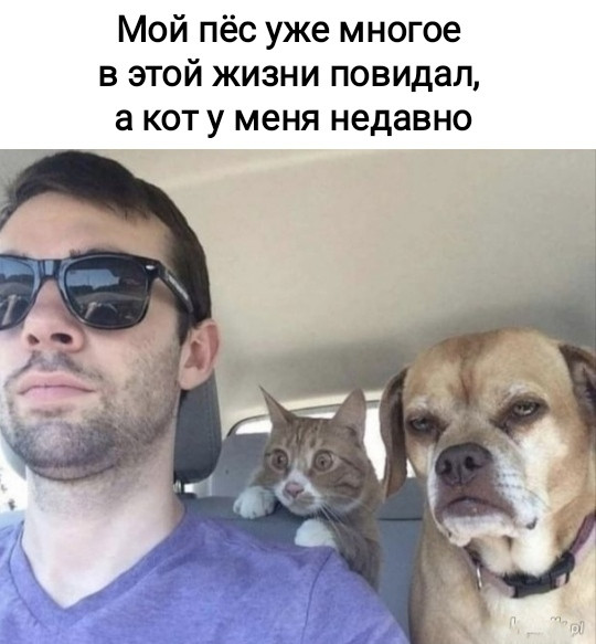 К котовторнику: подборка картинок-баянов с котиками и про котиков. Выпуск 24.
