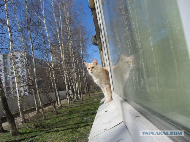 Котовторник 22.04.2014