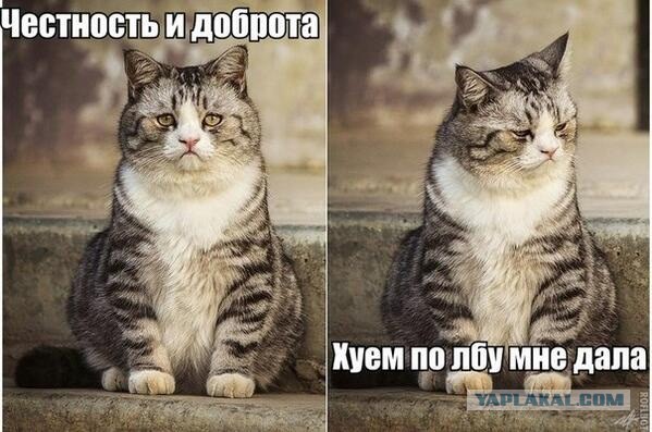 Смешные картинки