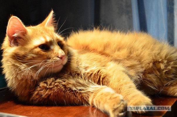 А у тебя есть фото твоей зевающей котейки ?