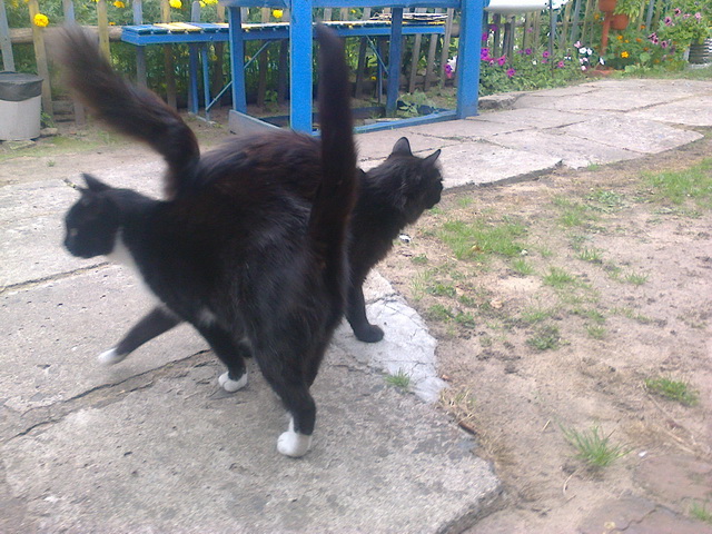 Котовторник 20.01.2015