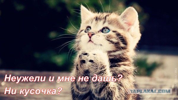Мужик не делится едой!