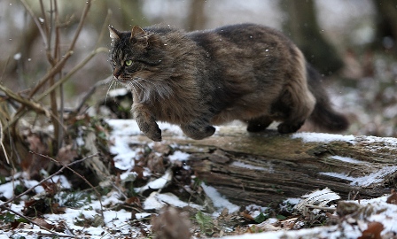 Котовторник 19.01.2016