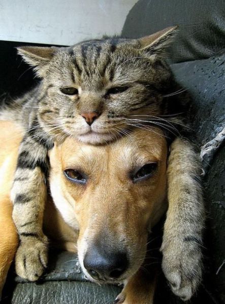 Демы к котовторнику!