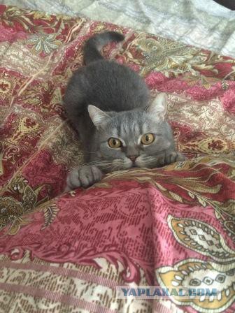 Котовторник 17.05.2016