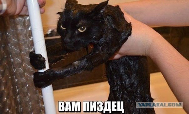 Котовторник 28.06.2016