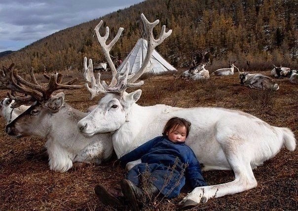 Прикольные животные