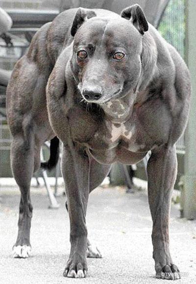Самые смешные животные