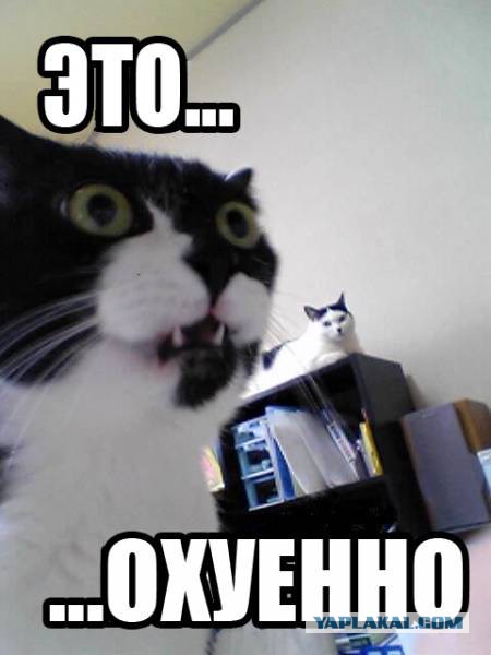 Как вам такая охота?