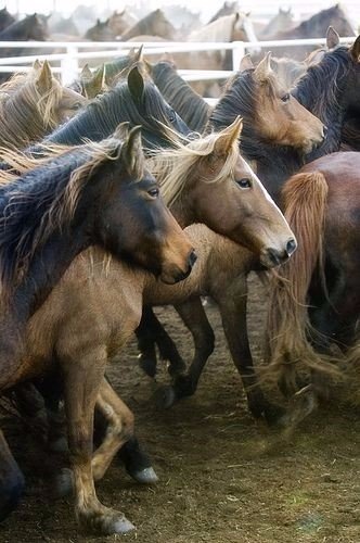Самые смешные животные