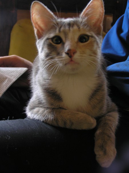 Коты и Кошки