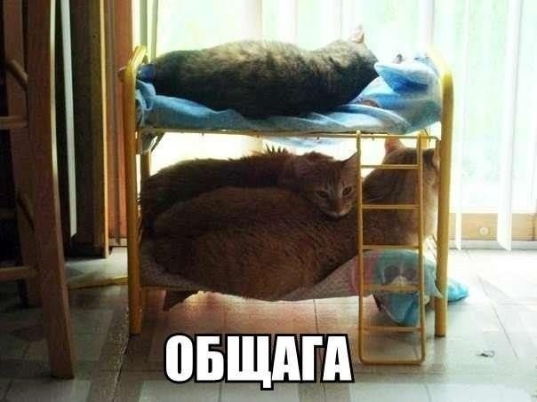 144 картинки для поднятия настроения!
