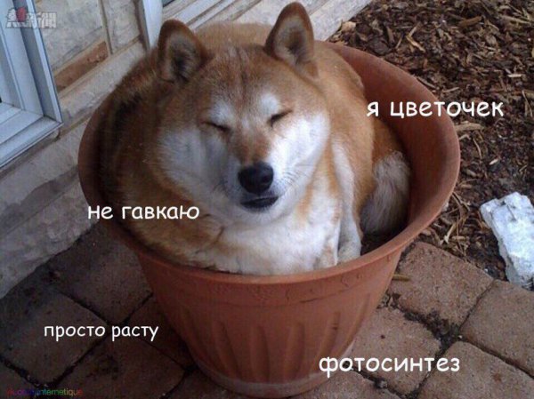 Допрыгались