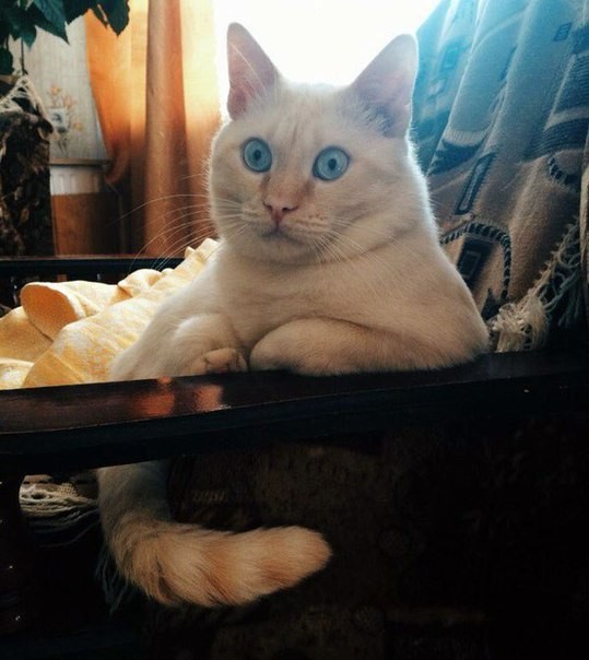 Коты и Кошки