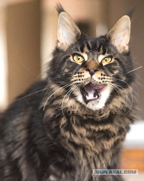 Котовторник 9.01.2018