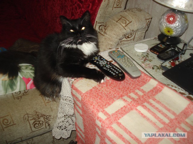 Котовторник 16.01.2018
