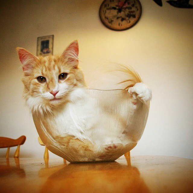 Прикольных котов пост