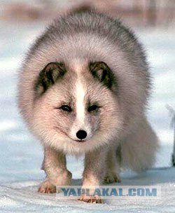 Сурок и кот, тема охоты