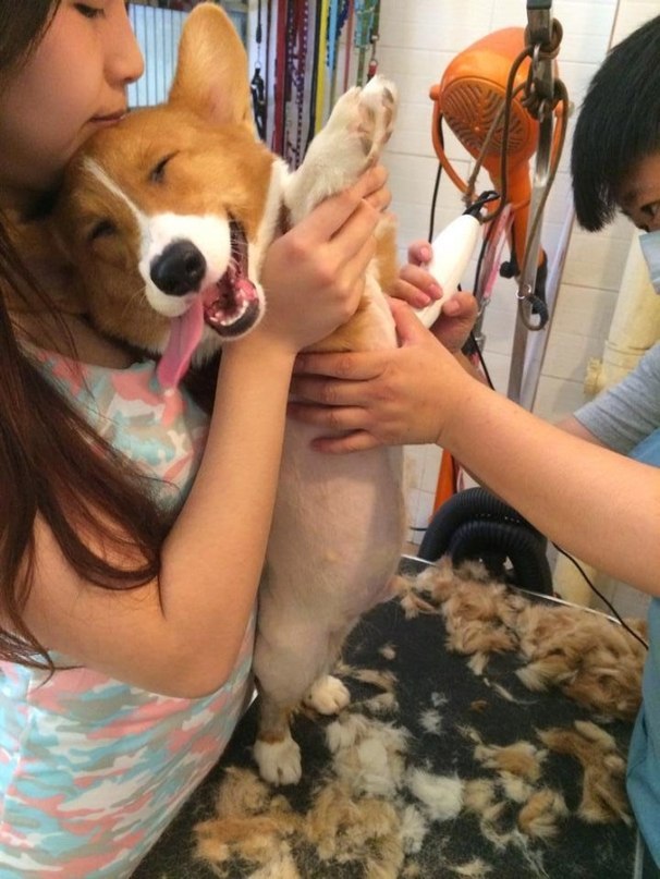 Живность из сети
