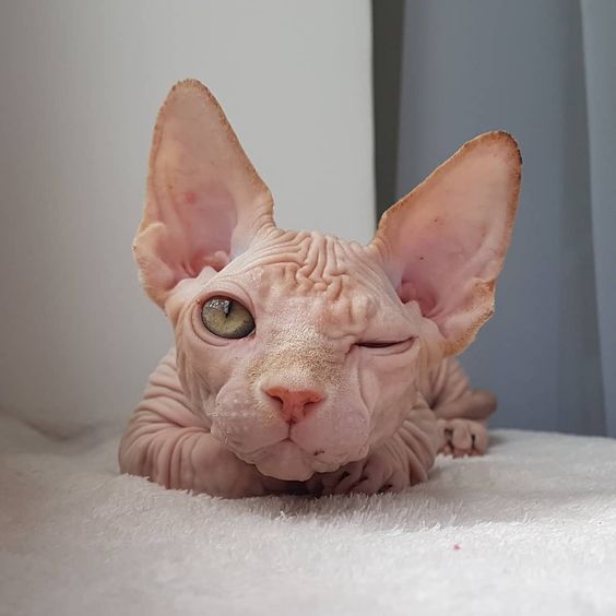 Прикольных котов пост