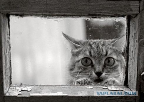И снова во вторник - котовторник