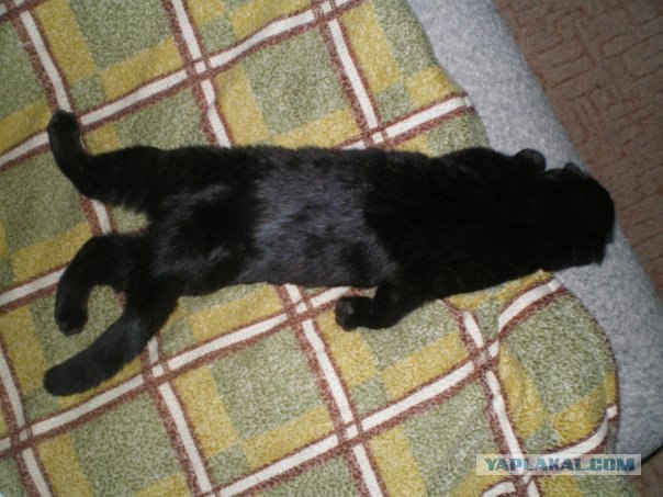 Котовторник: коты и... почти мыши