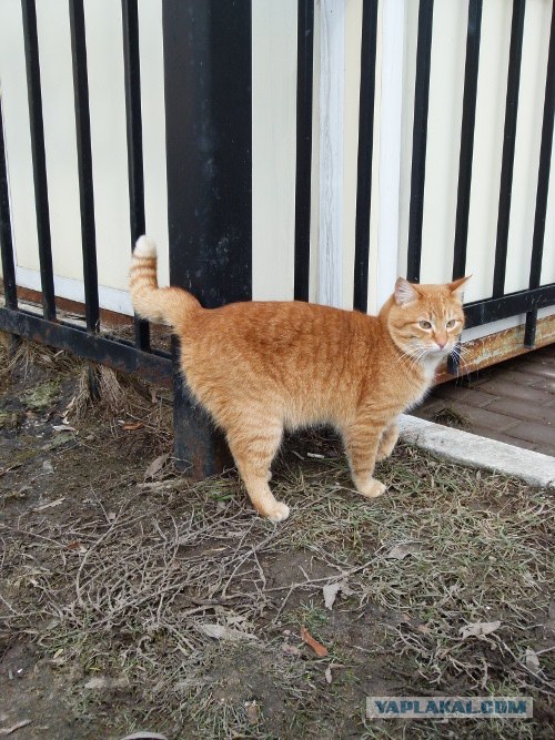 Начинаем котовторник!