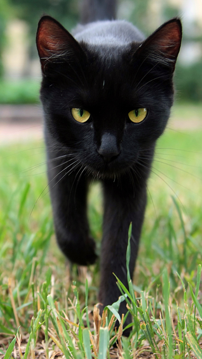 Первый котовторник июля