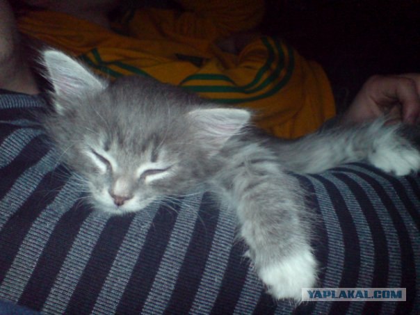 Котовторник! 11.10.11