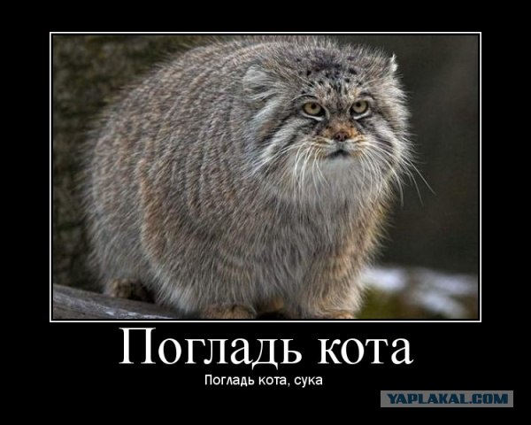 Зевни кота